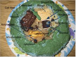She was having a hard time recognizing and remembering the functions of once i was sure she had the organelles and their functions down, she created an animal cell poster. Sixth Grade Lesson Cell Project A Summative Assessment