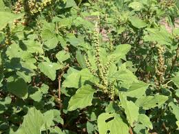Image result for Amaranthus viridis