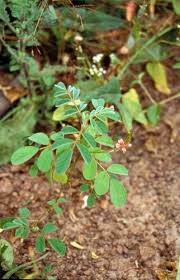 Image result for Indigofera hirsuta