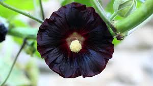 Image result for Alcea rosea