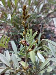 Image result for Tephrosia purpurea