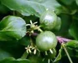 Image result for Vangueria randii