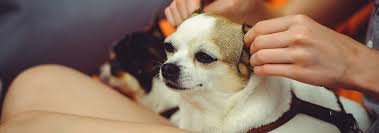 The right time to clean your dog's ears is when they look a bit grubby! How To Clean Dog Ears Hill S Pet