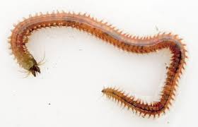 Image result for Polychaeta spp.
