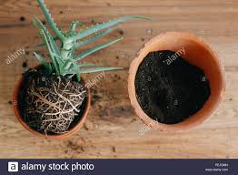 Ich habe sie nun auf meine fensterbank neben der heizung gestellt und die blätter sind ganz weich/matschig und. Aloe Vera Mit Wurzeln In Erde Umtopfen Zu Grosseren Tontopf Drinnen Pflege Der Pflanzen Pflanzen Sukkulenten Auf Holzernen Hintergrund Gartenarbeit Konzept Umtopfen Stockfotografie Alamy