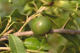 Image result for Shirakiopsis