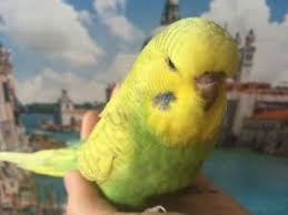 Hand Raised Tame English Budgie Babies Birds For Sale City Of Toronto English Budgie Budgies Birds For Sale
