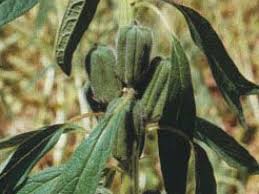 Image result for Sesamum calycinum