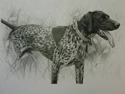 The chest is almost always larger then the back end. German Shorthaired Pointer Drawing Off 71 Www Usushimd Com