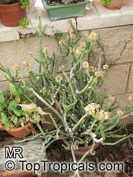 Image result for Euphorbia espinosa