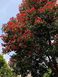 Image result for Eucalyptus ficifolia
