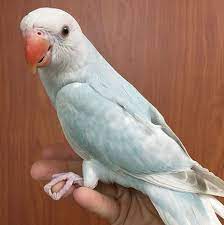 African ringneck parakeet is also commonly seen in some of the world's biggest capitals. Indian Ringneck Parakeet Lace Wing Female