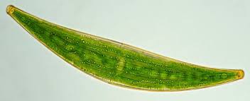 Image result for Micractis