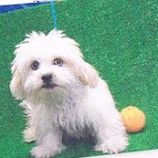 Hours may change under current circumstances Dog Adoption El Paso Tx