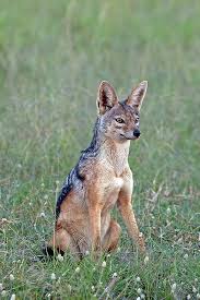 Silver Backed Jackal Wild Dogs Animals Wild Jackal