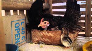 Jual telur ayam serama dengan harga rp25.000 dari toko online farm cemani, kab. Ayam Serama Bertelur Youtube