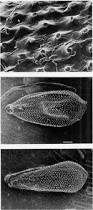 Image result for Ascolepis lineariglumis