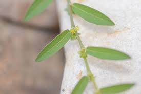 Image result for Phyllanthus maderaspatensis