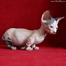 Cat fancier paul mcsorley wanted to create a cat with points of fur minskins are engaging and affectionate. 14 Minskin Cat Ideas Cat Breeds Cats Hairless Cat