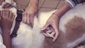 If the shot is supposed to be subcutaneous, but is administered. Insulin For Dogs How To Give A Shot In 3 Steps Petcarerx