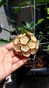 Pin Di Hoya Sp Sumatera Fazza Hoya Indonesia