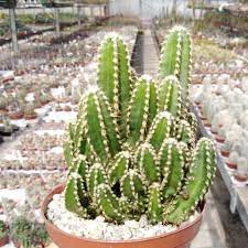 I live in florida and my cereus peruvianus is about 25 feet tall. Cereus Peruvianus Cv Florida Fairy Castle Uhlig Kakteen More Than 5 000 Different Species