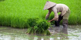 Berikut ini beberapa pilihan usaha tanaman yang cocok ditanam di lahan sempit dengan untung besar. Tanaman Yang Cocok Ditanam Menjelang Musim Kemarau Mutualisme Method Idnfarmers