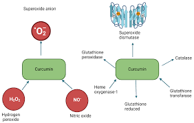 Can Compounds of Natural Origin Be Important in Chemoprevention? Anticancer  Properties of Quercetin, Resveratrol, and Curcumin—A Comprehensive  Review