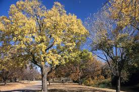 Image result for Alchornea occidentalis