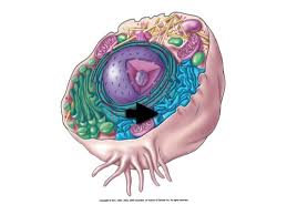 Jun 24, 2019 · specifically you'll find them in the rough endoplasmic reticulum (or rer), which gets its name from the rough appearance it has thanks to all those ribosomes. Animal Cell Structure And Function Cell Structure And Function Flashcards Quizlet