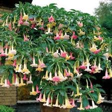 Image result for Brugmansia aurea