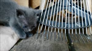 So, when do kittens' eyes change color? Cute Little Blue Eyed Cats Are Discovering The World Grey Part1 Youtube