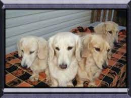 But did you check ebay? Benny S Dachshunds