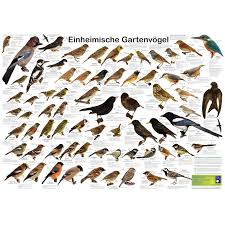 So kann man leichter die vogelart bestimmen, wenn man sie entdeckt. Planet Poster Editions Poster Einheimische Gartenvogel