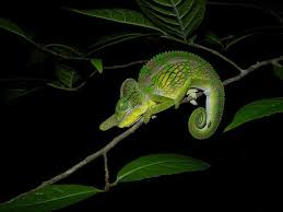 Jeden tag werden tausende neue, hochwertige bilder. What Is Ecology Interactions And Interdependence Within The Environment Siyavula