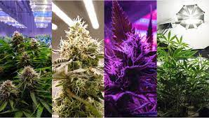 Being able to provide the plant with optimal resources for the flowering stage is. Best Light Spectrum To Grow Autoflowers Fast Buds