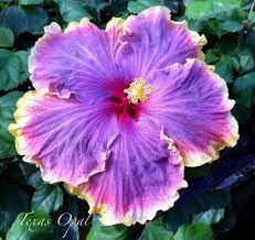 Pin On Flowers 4