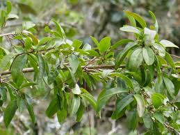 Image result for Ximenia americana
