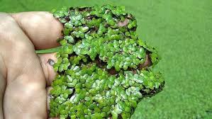 Image result for Lemna minor