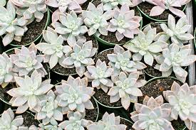 The cactus community on reddit. Sarah Hearts Orlando Florida Cactus Inc Succulent Farm Sarah Hearts