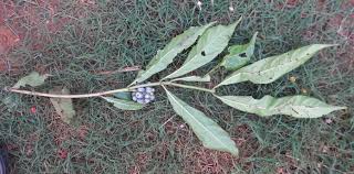 Image result for Morinda angolensis