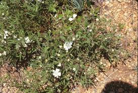 Image result for Monsonia burkeana