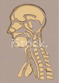 Anatomyzone is the leading resource for simple and concise 3d anatomy tutorials, with over 200 videos and a new range of interactive 3d anatomy models. Old Map Human Anatomy Drawing Stock Vector Freeimages Com