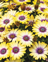 Find 23 ways to say vegetation, along with antonyms, related words, and example sentences at thesaurus.com, the world's most trusted free thesaurus. African Daisies Blue Eyed Beauty Tesselaar