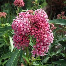 Image result for Asclepias