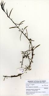 Image result for Oldenlandia lancifolia