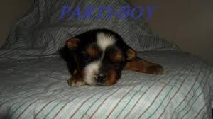 Reach me at 9198910165 i'm searching for a good home for my pet. Yorkie Poo Pets And Animals For Sale Michigan