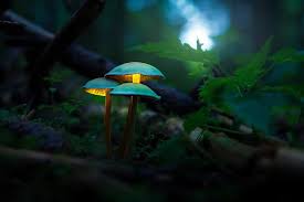 Syair sentana kode jbr malam ini sgp hk. Jamur Hutan Makro Kabur Kedalaman Bidang Bersinar Wallpaper Hd Wallpaperbetter