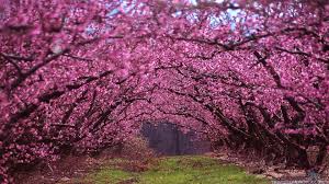 Free spring scenery wallpaper (1920x1080 px, 0.52 mb). Most Beautiful Spring Wallpapers Top Free Most Beautiful Spring Backgrounds Wallpaperaccess