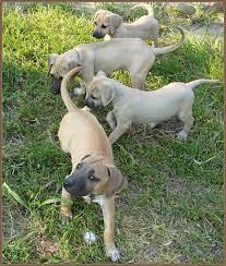 Black Mouth Cur 12 Black Mouth Cur Puppies Puppies For Sale